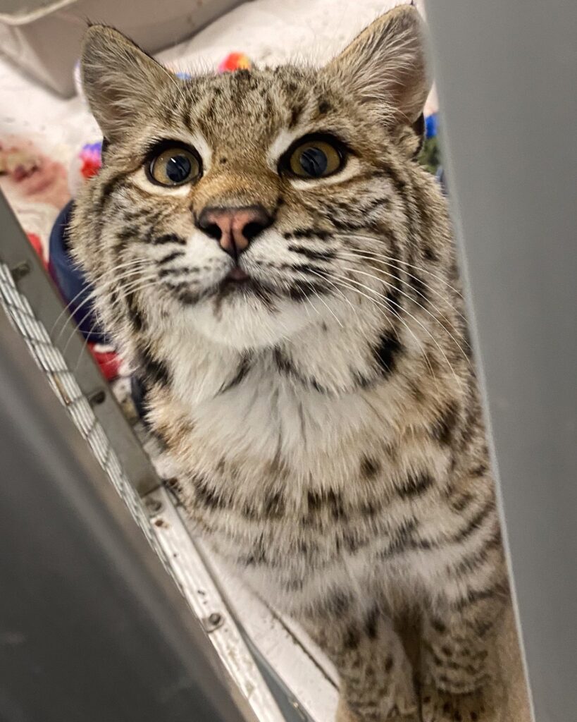 成長したボブキャット