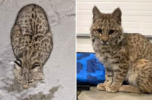 雪の中から保護した猫