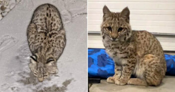 雪の中から保護した猫