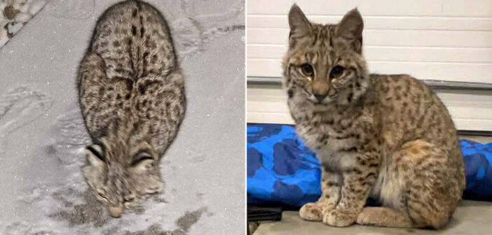 雪の中から保護した猫
