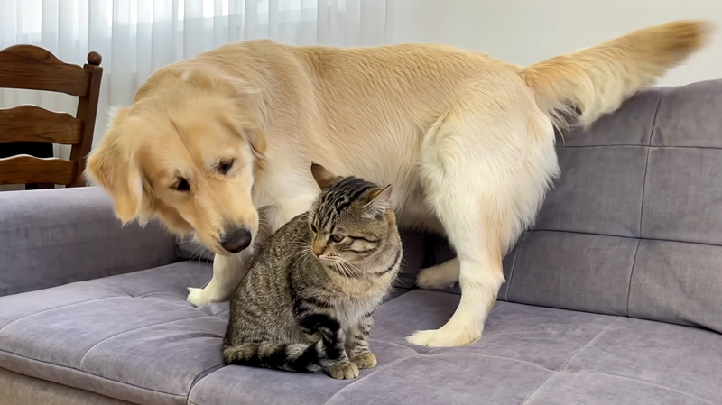 猫とお友達になりたいレトリバー