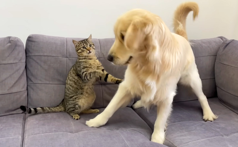 レトリバーに抵抗する猫