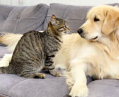 猫とお友達になりた過ぎて、テンションがおかしくなったレトリバー。それに対する猫の反応が妙に可愛かった (*´ェ`*)