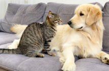 レトリバーに抵抗する猫