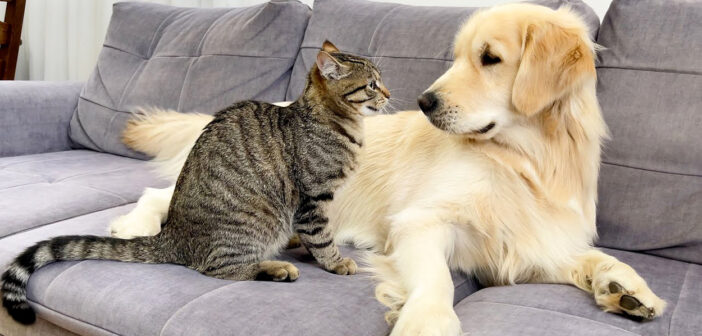 猫とお友達になりた過ぎて、テンションがおかしくなったレトリバー。それに対する猫の反応が妙に可愛かった (*´ェ`*)