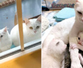 子猫達と共に窓の外に現れた母猫。安全な家の中で暮らせることに感謝しながら、2週間後に新たな子猫達を出産する!