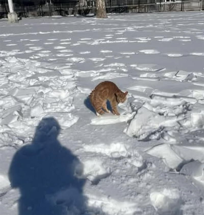 足が凍りついた猫
