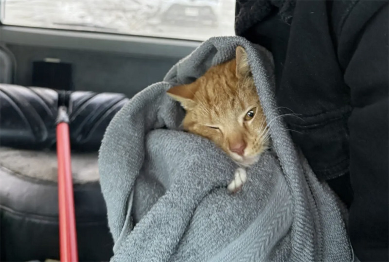 雪の中から保護された猫