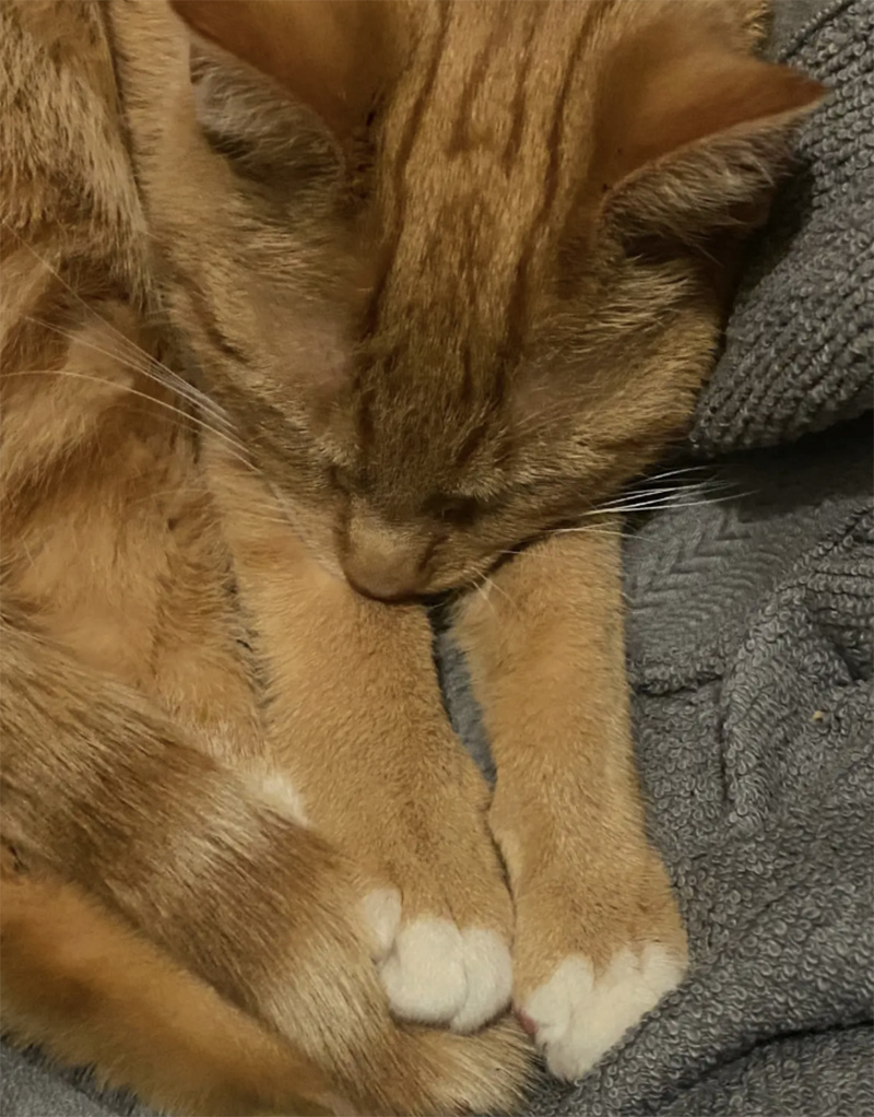 家の中で温まる猫