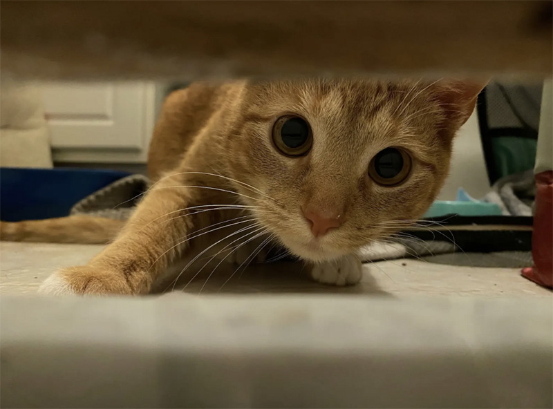 元気を取り戻した猫