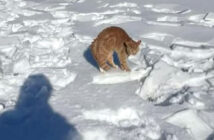 足が地面に凍りついていた猫