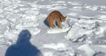 足が地面に凍りついていた猫