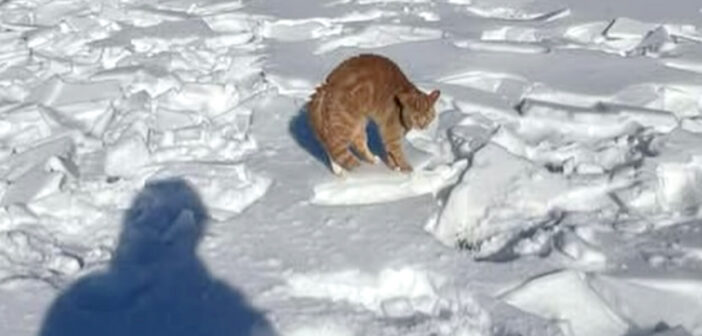 足が地面に凍りついていた猫