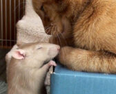 同じ屋根の下で暮らし始めた猫とネズミ。一瞬で意気投合し、誰もが驚くほどの強い絆で結ばれる！