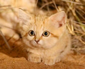 アフリカで初めて発見された、野生のスナネコの子猫達。3兄弟の愛らしい仕草に思わずホッとする (*´ω`*)