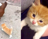 散歩中の犬の後ろを一生懸命についてきた子猫。保護から1年後の幸せそうな姿に心が温まる (*´ｪ｀*)