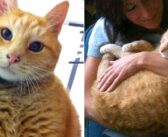 18年間、高校に毎日通い続けた茶トラ猫。学生や教職員にたくさんの笑顔と幸せを届け、多くの人達の人生を変える