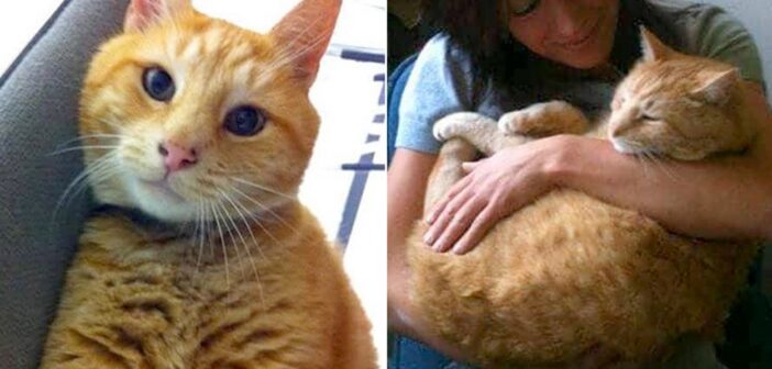 18年間、高校に毎日通い続けた茶トラ猫。学生や教職員にたくさんの笑顔と幸せを届け、多くの人達の人生を変える