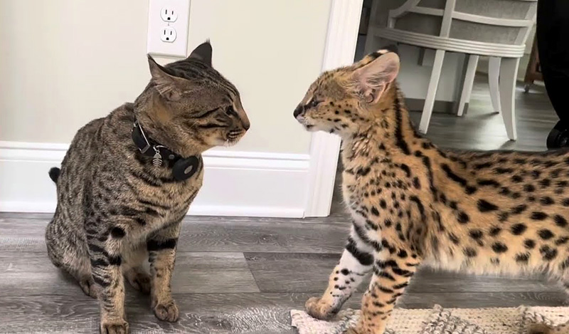 猫に猛アピールするサーバルキャット