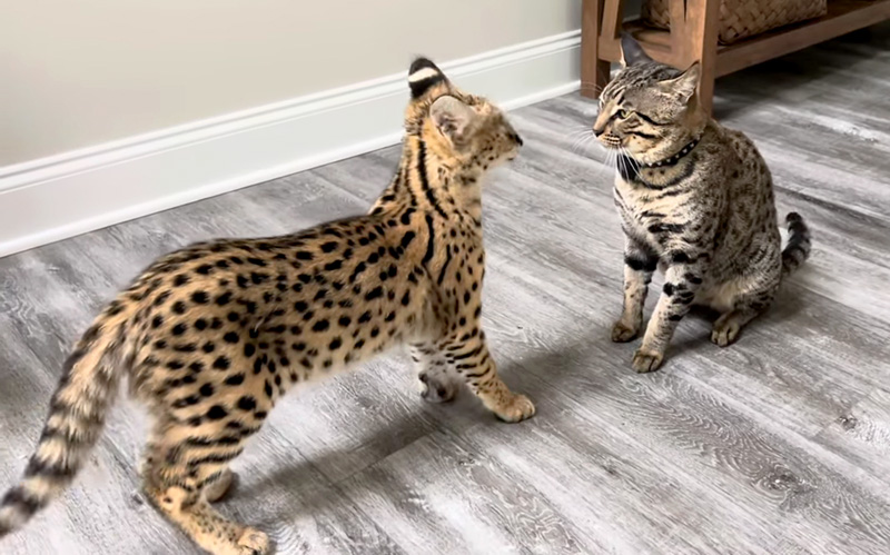 猫に猛アピールするサーバルキャット