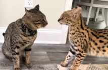 猫に猛アピールするサーバルキャット