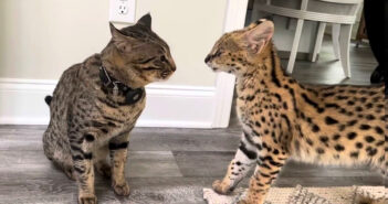 猫に猛アピールするサーバルキャット