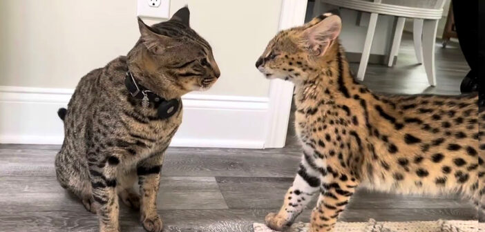 猫に猛アピールするサーバルキャット