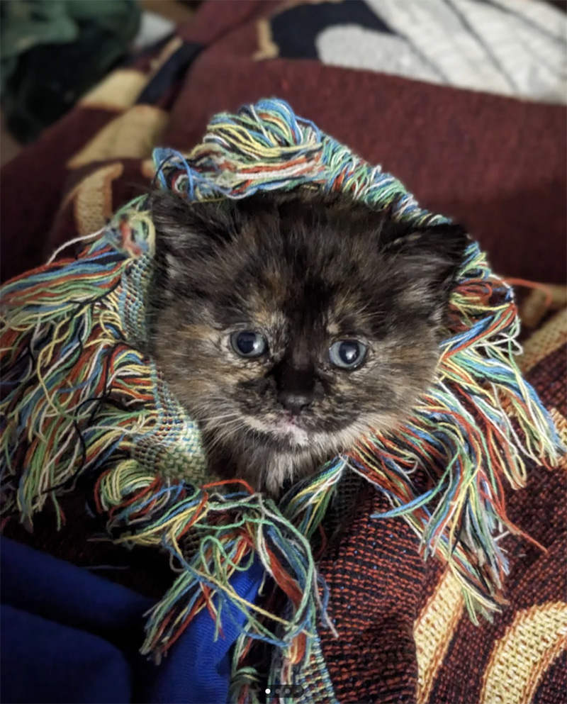 保護された子猫