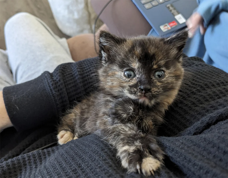 幸せになった子猫