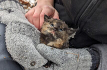 雪の降る森にいた子猫