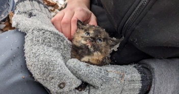 雪の降る森にいた子猫