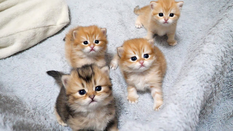 揃って見つめてくる子猫達