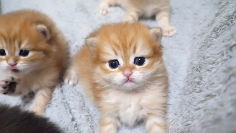 見つめてくる子猫