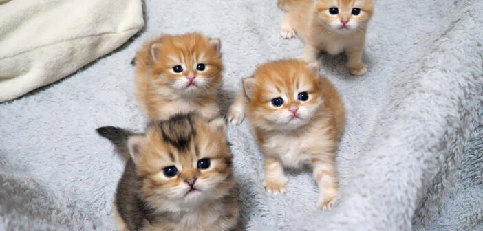 お産箱を覗くと、揃ってこちらを見つめてくる子猫の兄弟。その可愛すぎる光景に思わず胸がキュンとする ( *´艸`)♡