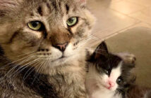 心優しい保護猫