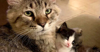 心優しい保護猫