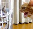 威嚇し合う猫達