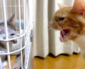 先住猫の「シャー!」が1ヶ月で徐々に変化。ついに寄り添うことを許された子猫の幸せそうな姿に心がポカポカに (*´ェ`*)