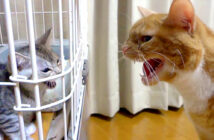 威嚇し合う猫達