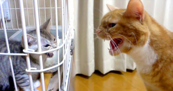 先住猫の「シャー!」が1ヶ月で徐々に変化。ついに寄り添うことを許された子猫の幸せそうな姿に心がポカポカに (*´ェ`*) 威嚇し合う猫達