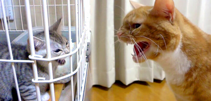 威嚇し合う猫達