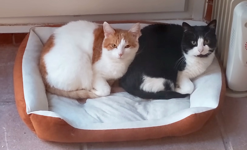 シンクロする猫達