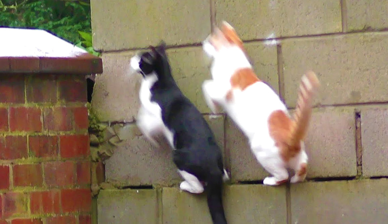 シンクロする猫達