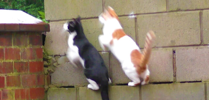シンクロする猫達