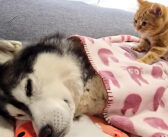 子育て疲れで倒れてしまったハスキー犬を看病する子猫。そのとっても優しい行動に心がホッと温まる (*´ｪ｀*)♡