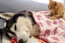 ハスキー犬を看病する子猫