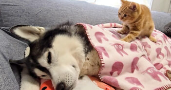 ハスキー犬を看病する子猫