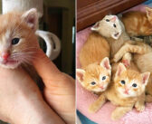 自動車販売店のタイヤの中で生まれ、母猫に取り残されてしまった子猫達。優しい従業員達の愛情で全ての命が救われる