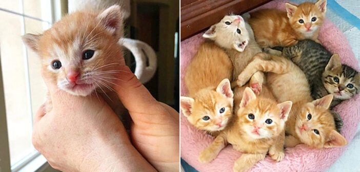 自動車販売店のタイヤの中で生まれ、母猫に取り残されてしまった子猫達。優しい従業員達の愛情で全ての命が救われる