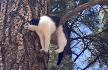 木に引っかかっていた猫